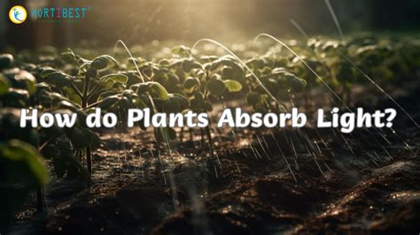 How Do Plants Absorb Light Energy at Bernard Baril blog