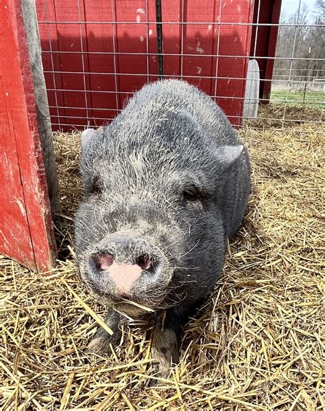 Image result for Voluntary Surrender of Animals