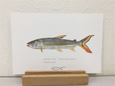 Hydrocynus vittatus Drawing Postcard | Osakanacraft