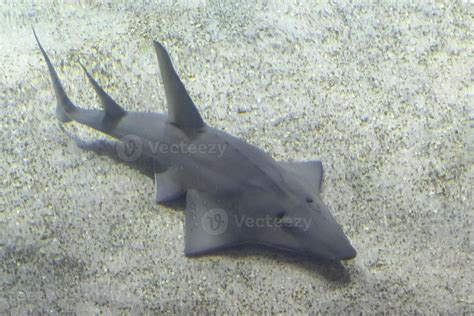 Shovelnose shark underwater on sand bottom 20235167 Stock Photo at Vecteezy