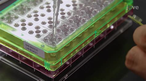 Video: Measurement of Oxygen Consumption Rate in Acute Mouse Brain Slices - Deney