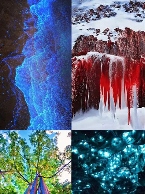 10 weirdest things on Earth | Times of India