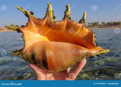 Lambis Lambis - Large Sea Snails. Spider Conchs, Marine Gastropod ...