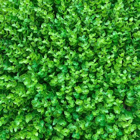 Buy 12pcs 24”X 16”Artificial Hedge Boxwood Grass Wall Panels, with 308 ...