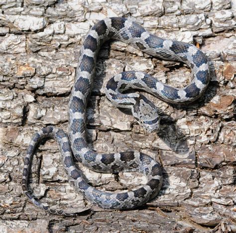 Can A Black Rat Snake Kill A Small Dog at Steve Stults blog