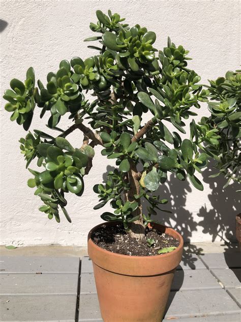 Jade Plant | Crassula Ovata Bonsai | Jade Plant For Sale