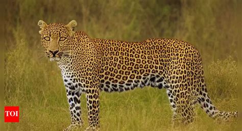 Maharashtra:Leopard kills boy; 3rd death in Junnar this year | Pune ...