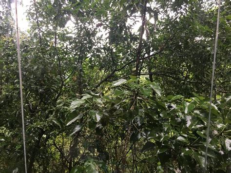 BOGALA VILLAGE ECO RESORT (Mattamagoda) - Specialty Resort Reviews ...