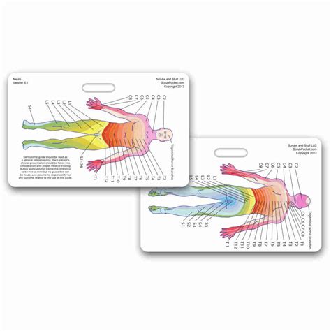 Neuro Dermatome Diagram Horizontal Badge ID Card Pocket Reference Guide ...