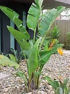Image result for Giant Bird of Paradise