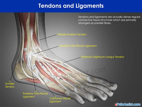 Tendons and Ligaments|Injuries|Recovery|Difference|Function