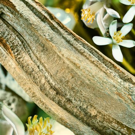 Bvlgari Wood Neroli for Men – Perfume Network India