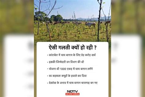 चाय के बागान बने चारागाह, जशपुर के ड्रीम प्रोजेक्ट का ऐसे हुआ बेड़ा ...