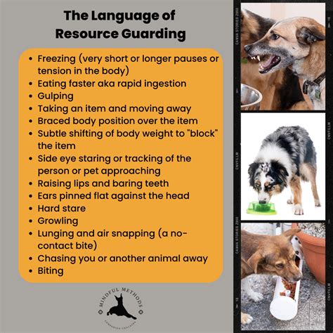 Resource Guarding In Dogs