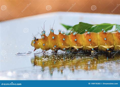 Yellow Beautiful Caterpillar with Spikes in Nature. Stock Photo - Image ...