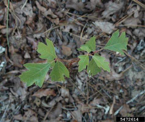 Atlantic poison-oak (Toxicodendron pubescens)