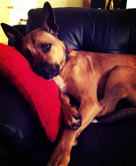 Puppy Exploding 的图像结果