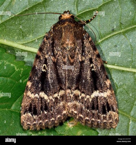 Copper underwing moth (Amphipyra pyramidea). British insect in the ...