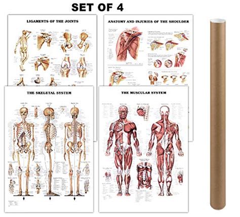 Buy [Pack of 4] Muscular and Skeletal System Anatomical Laminated s ...