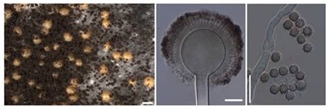 Press Release:Press Information Bureau