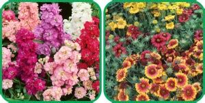 Agrey Gaillardia Aristata Mix Color (50 Seeds) And Stock Mix Color (50 ...