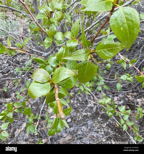 black cottonwood (Populus trichocarpa Stock Photo - Alamy