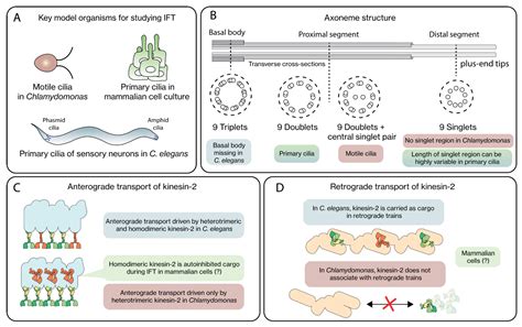 Mechanisms of Regulation in Intraflagellar Transport