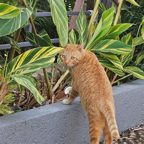 THE BARK - AN ART HOTEL (Tungarli) - Hotel Reviews, Photos, Rate ...