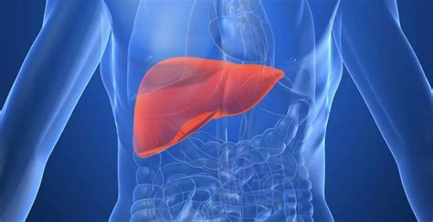 Image result for Liver Function Fuites