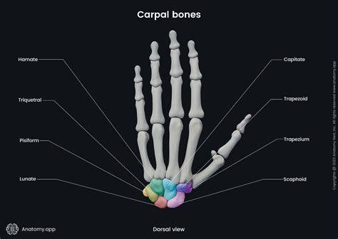 Bones Of The Hand And Wrist Anatomy