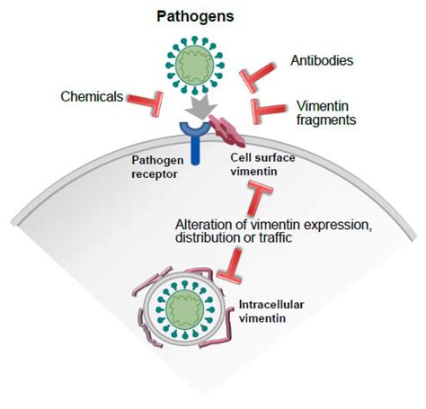 Vimentin as a Multifaceted Player and Potential Therapeutic Target in ...