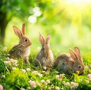 Image result for bunny with flowers