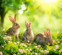 Image result for Spring Bunnies Cartoon