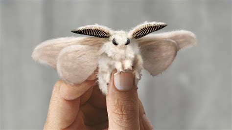 Image result for Moth Corpse Bride Stencil