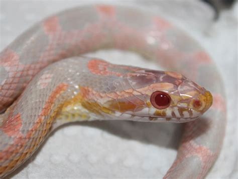 Snake App Download 的图像结果