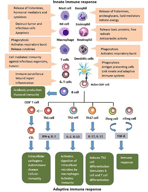 Immunity System 的图像结果