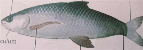 describe the fish in adaptation chapter - Brainly.in