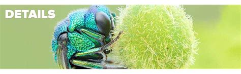 Canon EF 100mm f/2.8L is USM Macro Prime Lens for Canon DSLR Camera ...