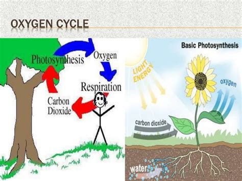 Environmental 的图像结果