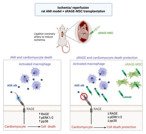 IJMS | Special Issue : Advanced Glycation End Products (AGEs) and Their ...