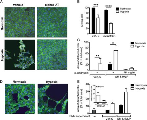 Hypoxia upregulates neutrophil degranulation and potential for tissue injury | Thorax - what increases neutrophils