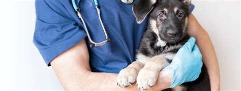 Homepage | Alamo Animal Hospital