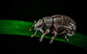 closeup view sting Black Bugs on green leaf black background 4K HD Animals