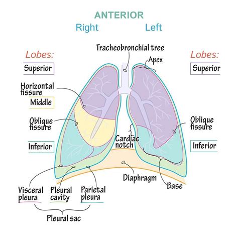 Apices Of Lungs