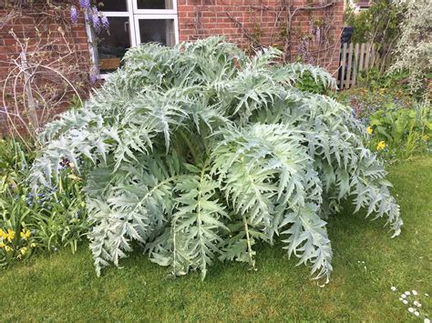How to Grow Cardoon | Vertigrow