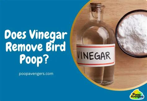 Image result for How to Remove Bird Poop