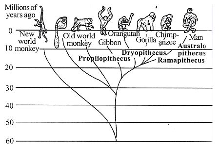 Evolution of Man - Zoology Optional Notes for UPSC PDF Download