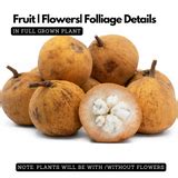 Santol Plant (Sandoricum koetjape) Fruit Live Plant (Home & Garden ...