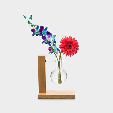 Art Grotto India Hydroponic Double Glass with Pine Wood Stand Indoor ...