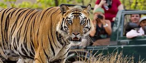 Tiger Safari Adventure in Tadoba National Park